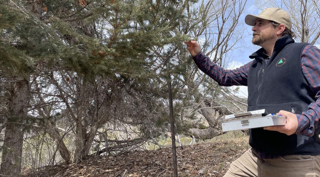 Certified arborist inspecting tree